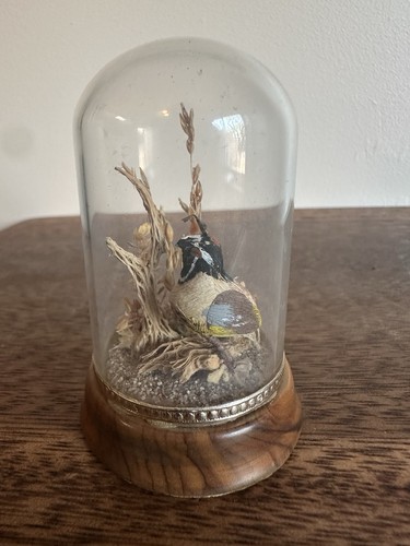 Arizona olive wood terrarium - wood,