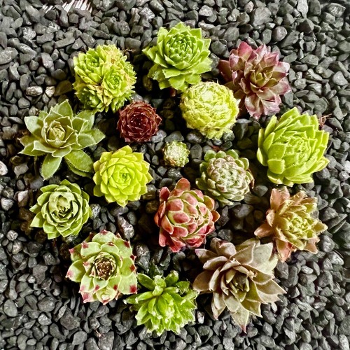 Sale baby sempervivum 10 - on,
