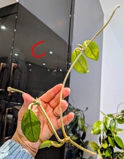 Hoya Carnosa 'Wax Plant' |