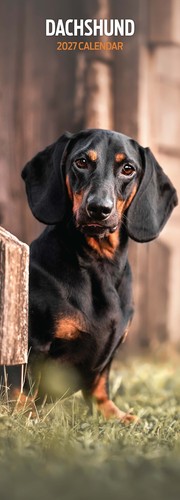 Dachshund 2027 slim calendar - 2027,