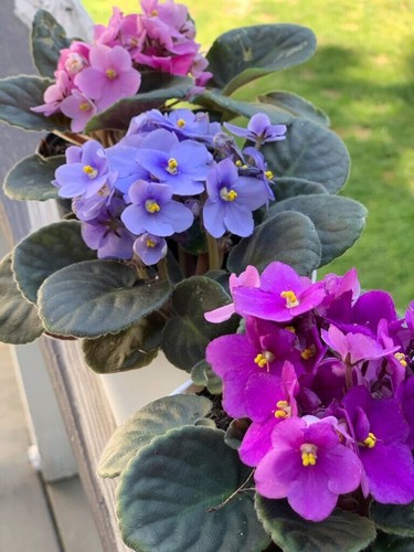 African violet mix color - violet, 10