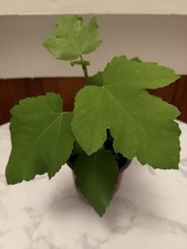 Fig Tree  Brown Turkey 10 - 20 cm Tall in 10cm Pots