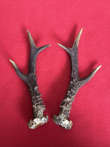 Pair roe deer - pair,