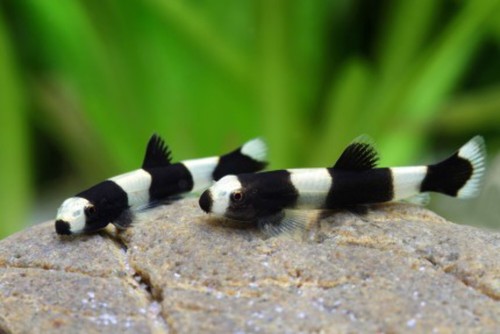 Pack panda loach - loach, (0.75-1