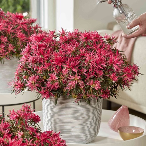 Azalea rhododendron plants - azalea,