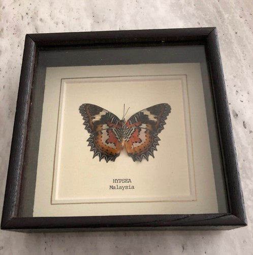 Real hypsea butterfly - real,