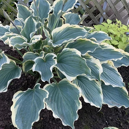 Perennial hosta shadowland - perennial,