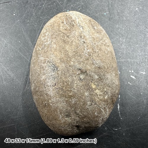 Ichthyosaur coprolite fossil - ichthyosaur,