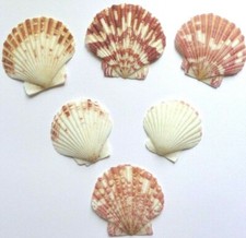 Scallop Shells Natural White