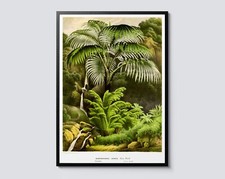 Acanthophoenix Crinita Vintage