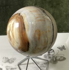 Crystal White Petrified Wood