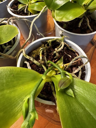 Phalaenopsis violacea orchid