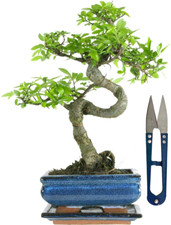 Chinese Elm, Bonsai, 7 years
