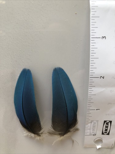 Parrot feathers - parrot,