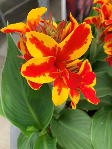 Canna lily cannova red gold - canna,