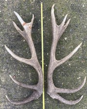 Large Red Deer Antlers