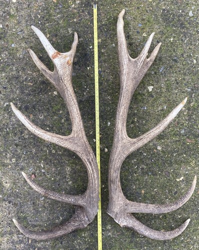 Large red deer antlers - large,