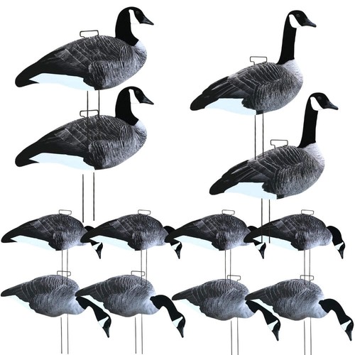 Silhouette canada goose - silhouette,