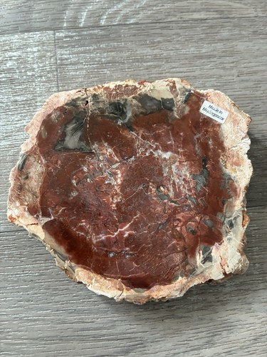 Petrified wood coaster from - wood,