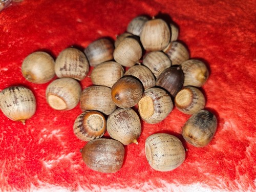 Natural red oak - (25),