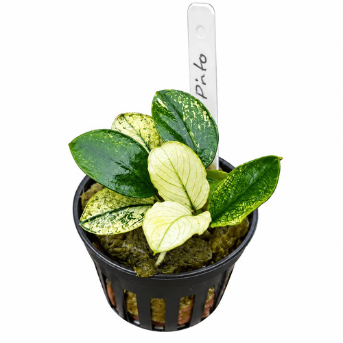 Anubias nana pinto - anubias,