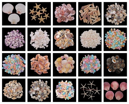 Natural shells seashells - shells,