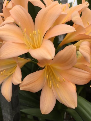 Clivia miniata tipperary peach - clivia,