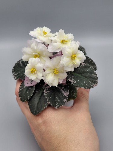 Purple variegated miniature - purple,