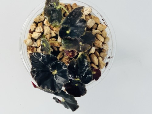 Begonia black mumba - begonia,