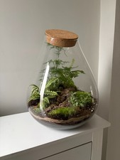 Large Glass Terrarium -