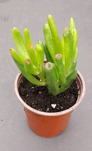 Crassula ovata gollum jade - ovata,