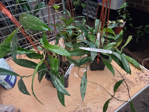 Hoya pubicalyx splash - hoya,