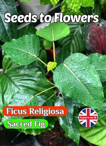 Ficus religiosa sacred fig - sacred,