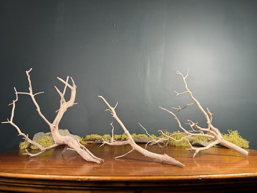 Pack manzanita driftwood - manzanita,