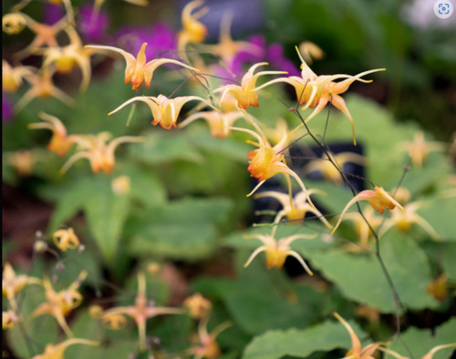 Epimedium amber queen - amber,