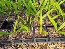 Trachycarpus latisectus