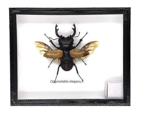 Real exotic stag - exotic,