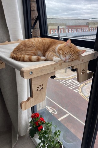 Wooden cat bed multi - bed, position