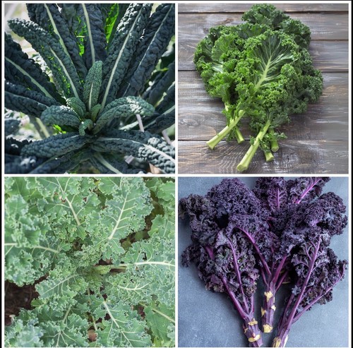 Kale plug plant mixed pack - plug,