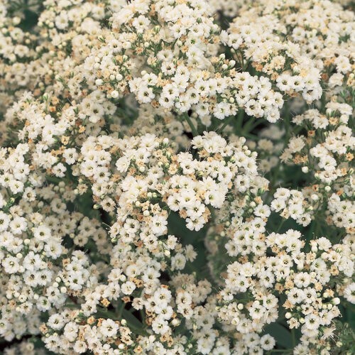 Gypsophila paniculata festival - gypsophila,