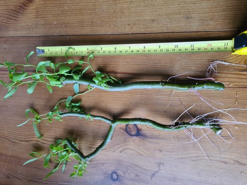 Rooted twisted corkscrew - 6,
