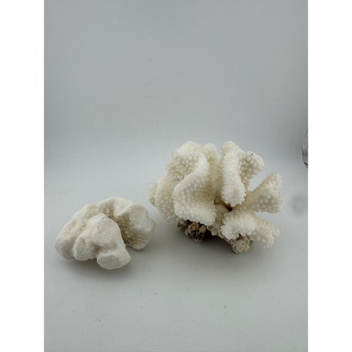 Natural white branch - natural, coral