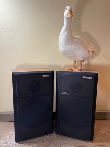 Pair retro pioneer g104a - retro,