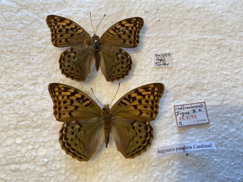The cardinal butterfly - the,