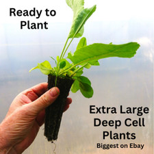 2x Horseradish Plants Armoracia rusticana deep cell plug plant herb vegetable