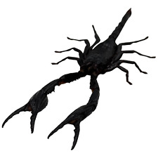 Heterometrus Longimanus Giant Forest Scorpion Taxidermy A1 Specimen Collectible