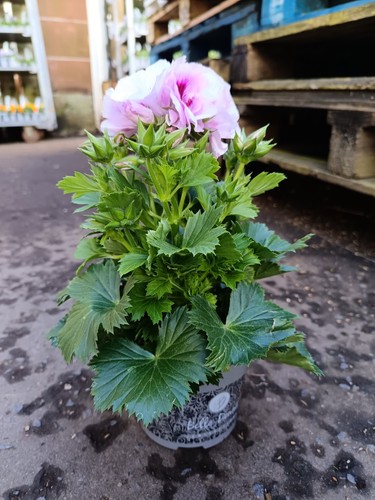 Purple pelargonium plant - pelargonium,