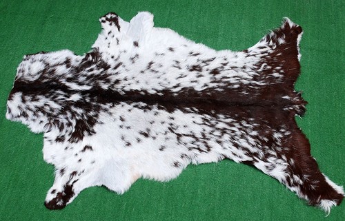 Genuine goat hide - goat, on