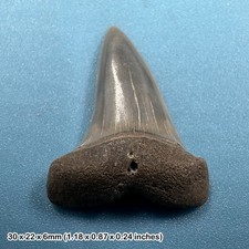 Isurus hastalis mako shark