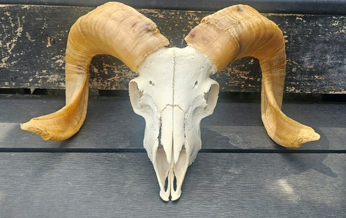 Ramskull taxidermy art craft - taxidermy,